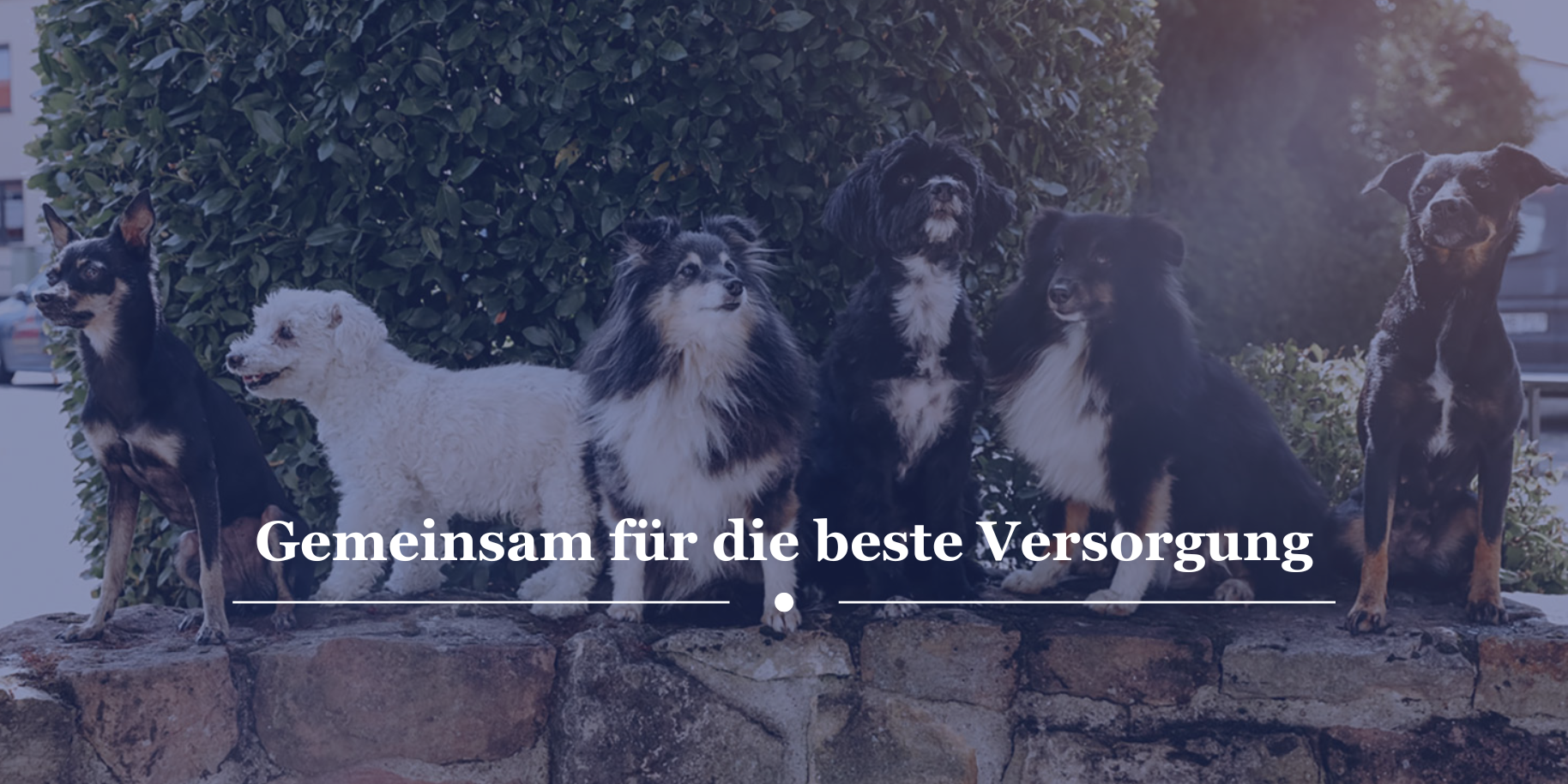 Teaserbild Tierarztpraxis Dr. Himmelsbach